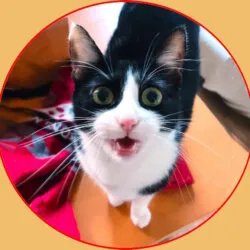 lepetitfred avatar