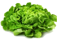 Salade feuille de chène