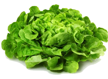 Salade feuille de chène