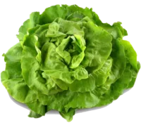 Salade laitue