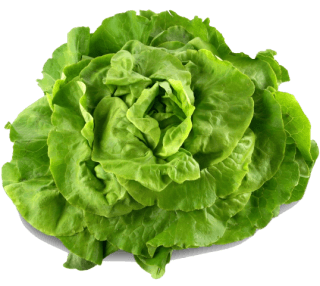 Image de lettuce