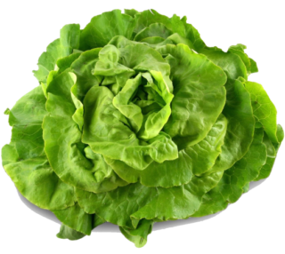 Lettuce in the Kitchen: Seasonality, Nutritional Value, and Preparation