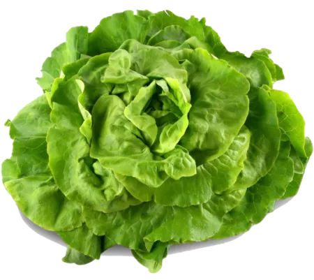 Salade laitue