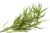 Image de tarragon