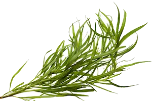 Image de tarragon
