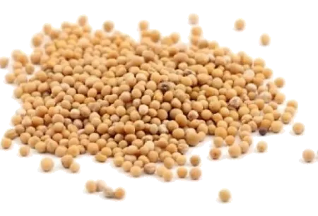 Graines de moutarde