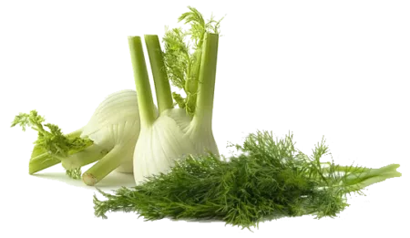 Fenouil bulbe et feuilles