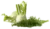 Image de fennel
