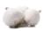 Image de white onion