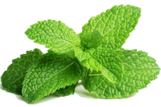 Mint in Cooking: Origins, Nutritional Value, and Preparation