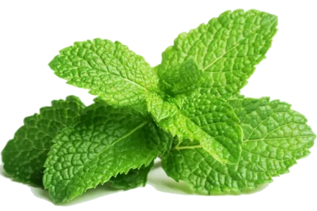 Feuilles de menthe