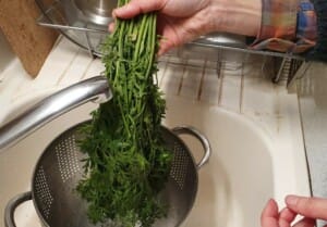 Pesto aux fanes de radis - Instruction 0