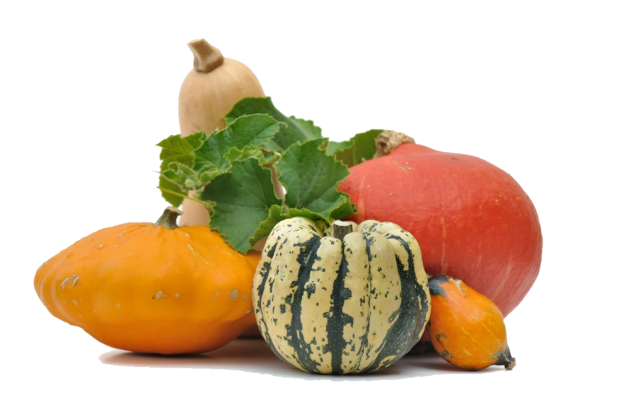 Cucurbits in the Kitchen: Everything You Need to Know