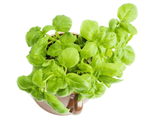 Image de basil