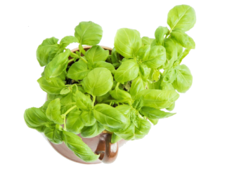 Image de fresh basil