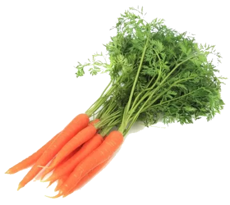 carotte_fane Carotte "fane"