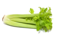 celeri_branche Céleri branche