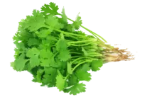 Coriandre fraîche