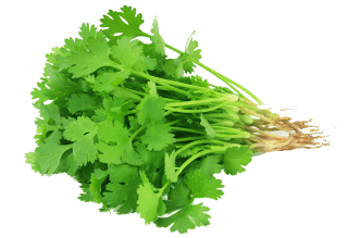 Image de fresh cilantro