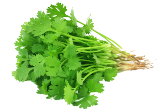 Image de fresh cilantro