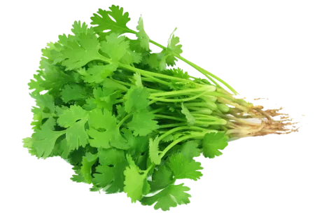Coriandre fraîche