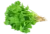 Image de fresh cilantro