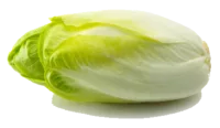 endive Endive
