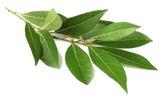 Image de bay leaf