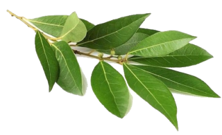 Bay leaves in cooking: origins, nutritional value, and preparation