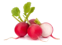 Radis rond