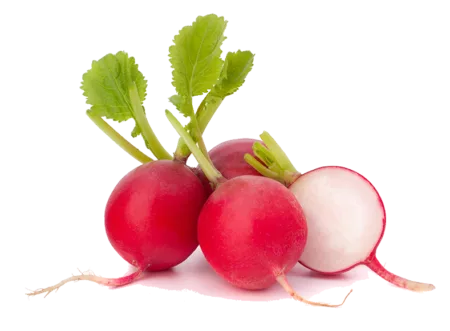 Radis rond