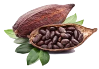 Cacao en grains