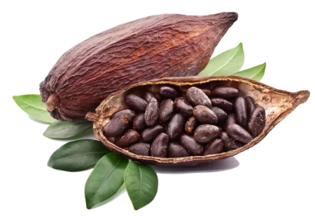 Cacao en grains