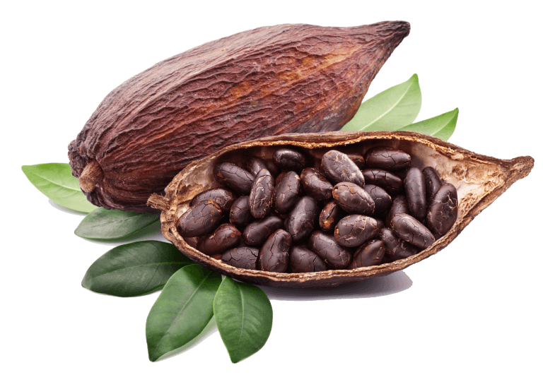 cacao_grains Cacao en grains
