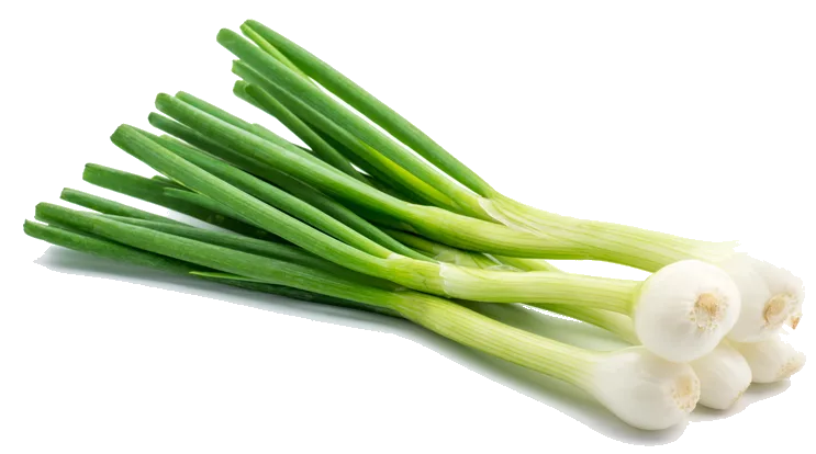 Spring Onion