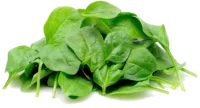 Pousses d'épinards