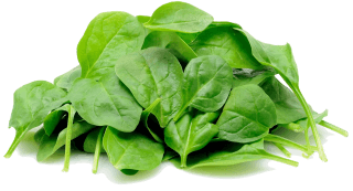Image de spinach sprouts