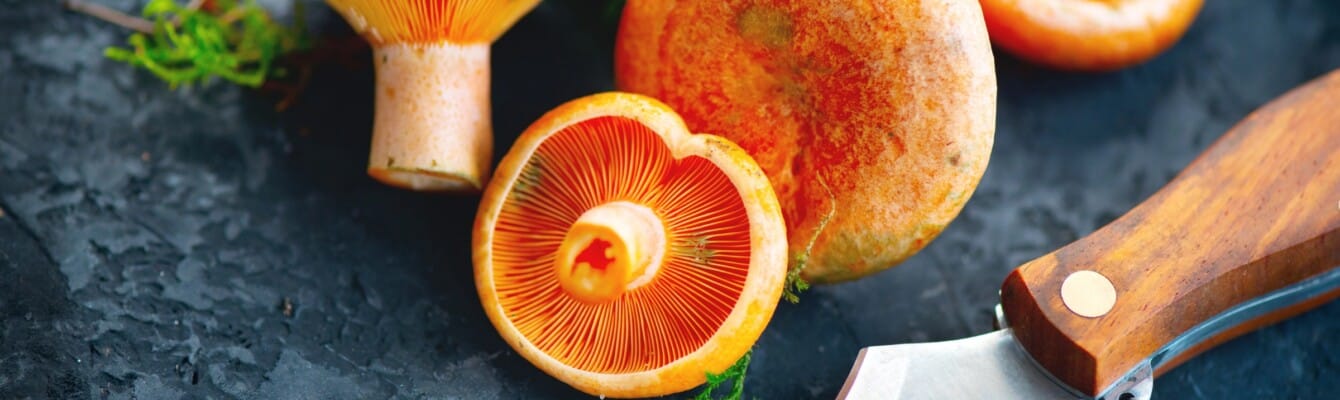 Blood mushrooms in the kitchen: season, nutritional value, and preparation