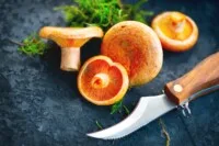 Champignon sanguin ou lactaire délicieux Champignon sanguin ou lactaire délicieux