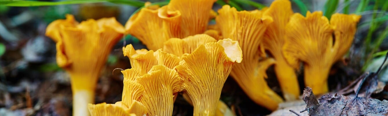 Yellow Chanterelles in the Kitchen: Season, Nutritional Value, and Preparation