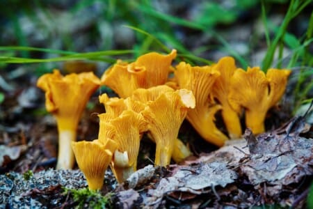 Chanterelle jaune ou girolle
