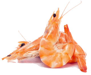 Shrimp in the Kitchen: Origins, Nutritional Value, and Preparation
