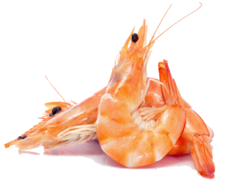 Shrimp in the Kitchen: Origins, Nutritional Value, and Preparation