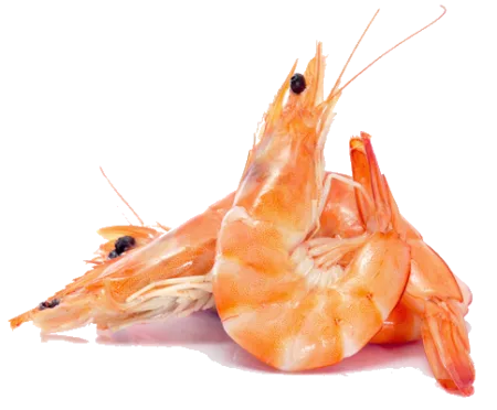 crevette Crevettes roses