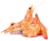 Image de pink shrimp
