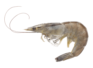 Raw Shrimp in the Kitchen: Origins, Nutritional Value, and Preparation