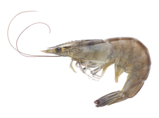 Image de raw shrimp
