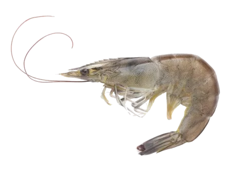 crevette_grise Crevette grise