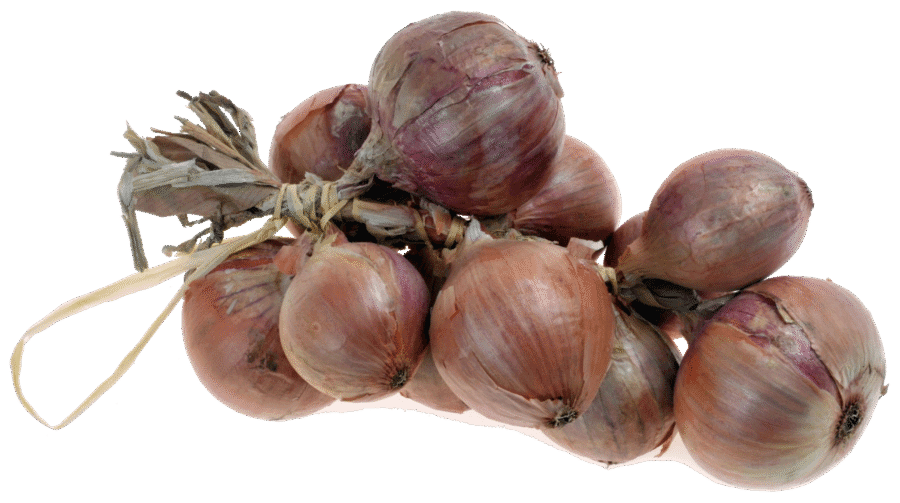 Oignon rosé de Roscoff