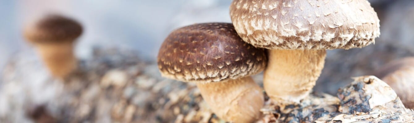 How to Cook Shiitake Mushrooms Safely